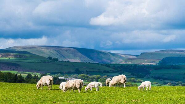 Sheep Welfare Scheme deadline fast approaching 