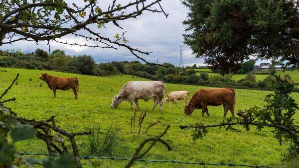 Organic Farming Scheme opens to new applicants this week